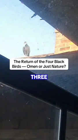 The Return of the Four Black Birds — Omen or Just Nature? #appalachia #spooky #voltures #creepy #scary 