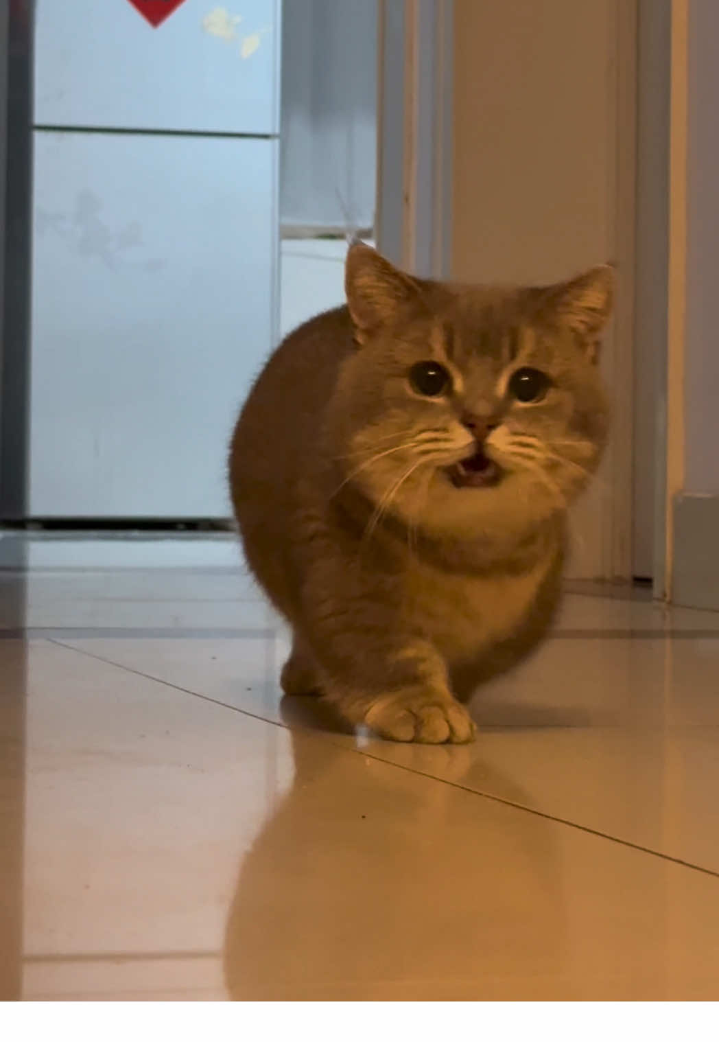 #funnyvideos #funny #cutecat #catsoftiktok 