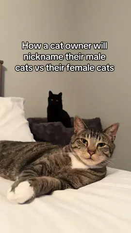 What did we mis? #catsoftiktok #catmom #catdad #blackcat #cattok 