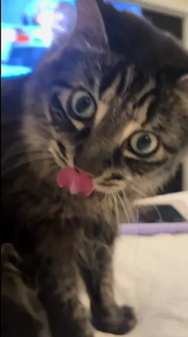 #fyp #catsoftiktok #cat #PetsOfTikTok #foryou 