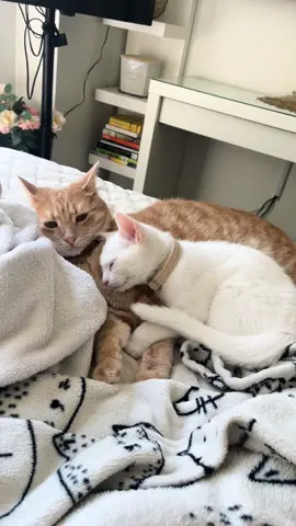 Compilation of my cuddly cats #catsoftiktok #cats #kitten #kittensoftiktok #cats 