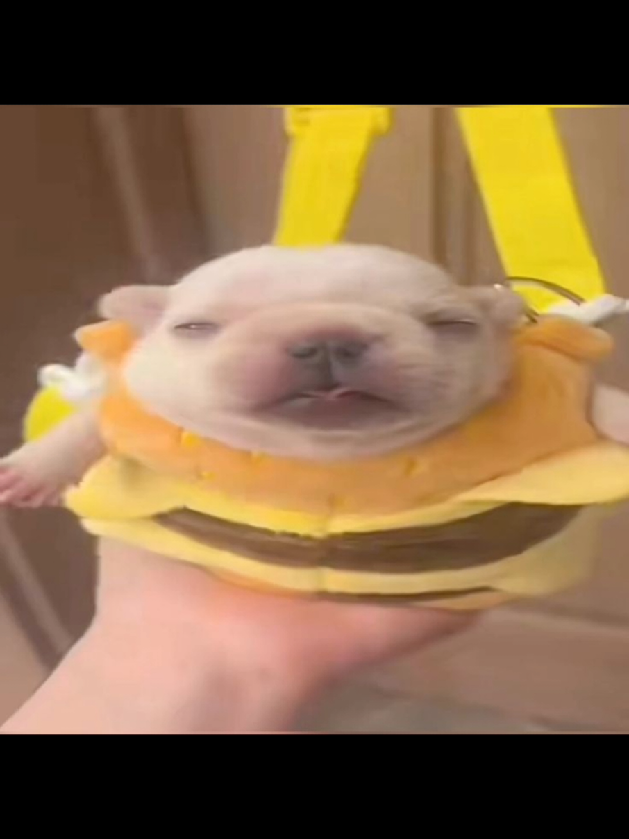 wash my belly twin😡😡😡#fyp #cute #dog #pibble #