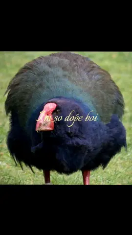 Takahē so dope boi #takahe #newzealand #swamphen #bird #native #animals #imsodopeboi #round  #fyp #foryou #viral #foryoupage #pukekolady 