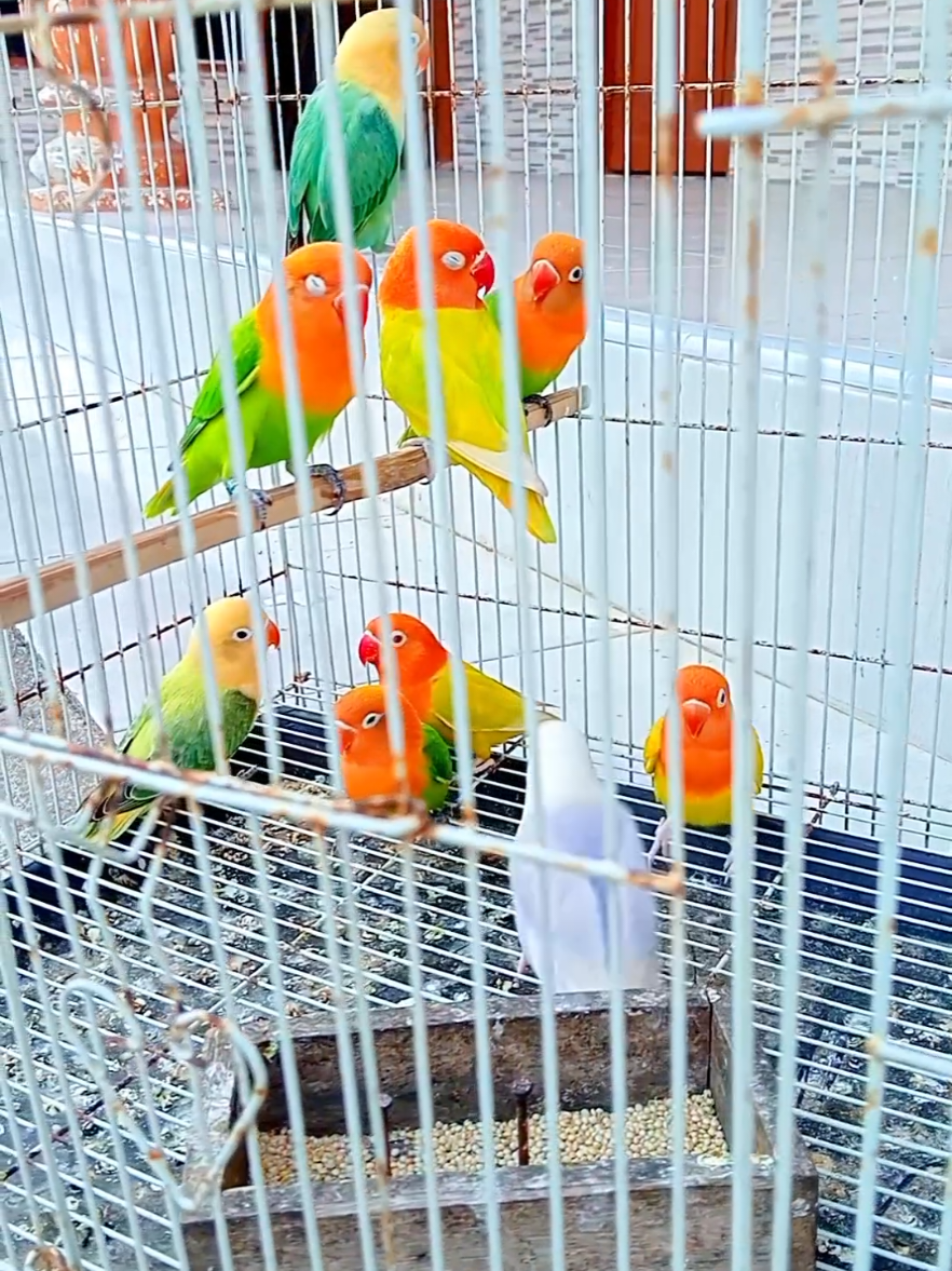#lovebirdyellowface #lovebirdmania #lovebirdpalefallow #lovebirdbiola #lovebirdalbinomatamerah 