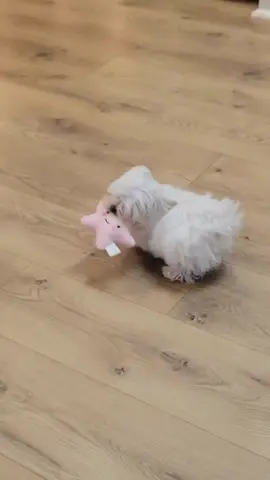 Baby maltese. #fyp #viral #puppy #fyp