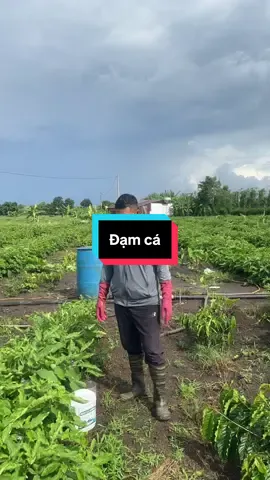 Đạm cá amino#nongnghiep #càphê #nongdan #saurieng 