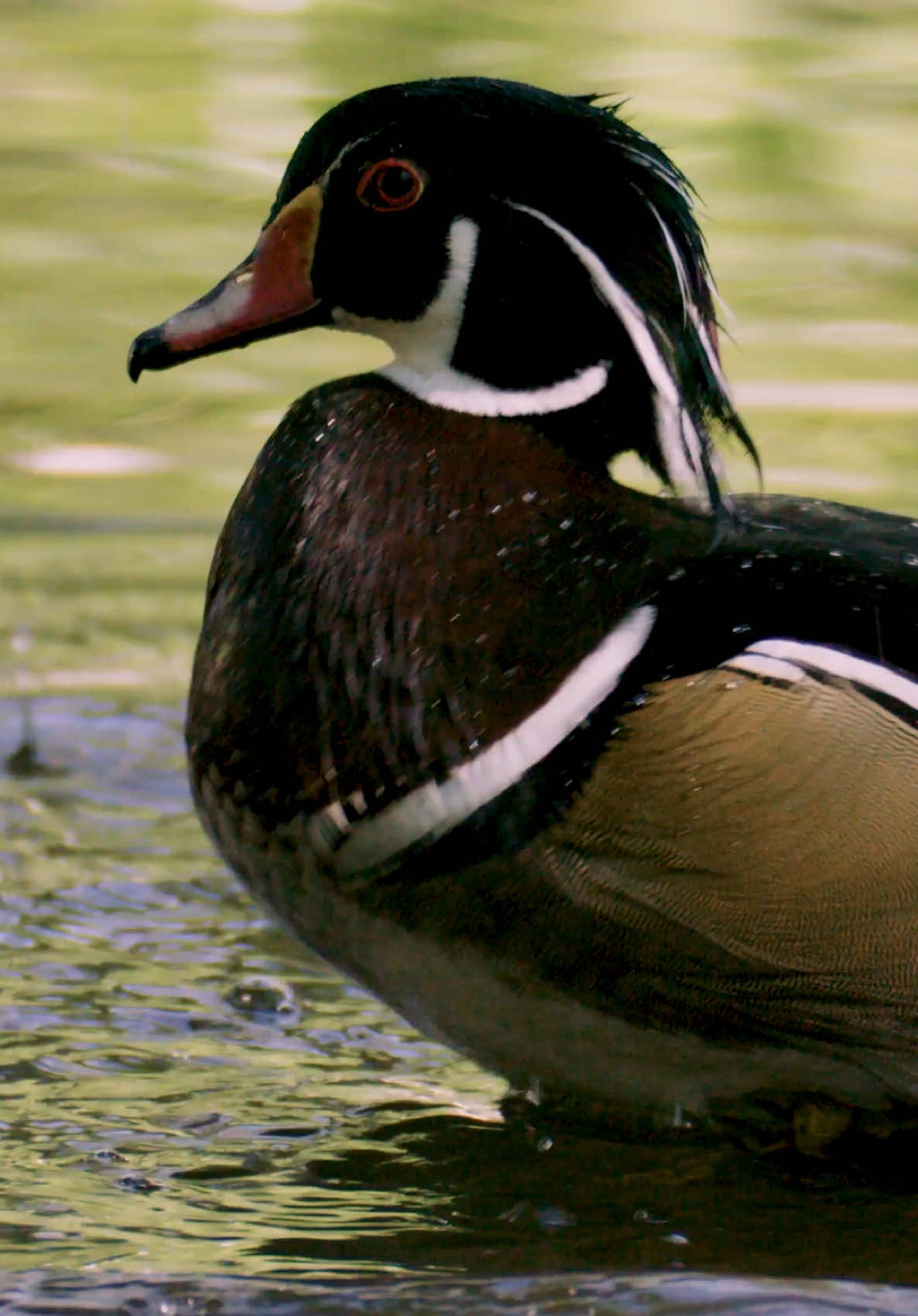THE SHOWBOAT ✨  The Hoodie of the Month program IS BACK, and Season 4 kicks off with a stunner! A plumed-out drake Wood Duck, mid-stretch in full detail on a heavyweight army green hoodie. 👉 Subscribe now because once they’re gone, they’re gone for good! #hoodieofthemonth #woodduck #waterfowl