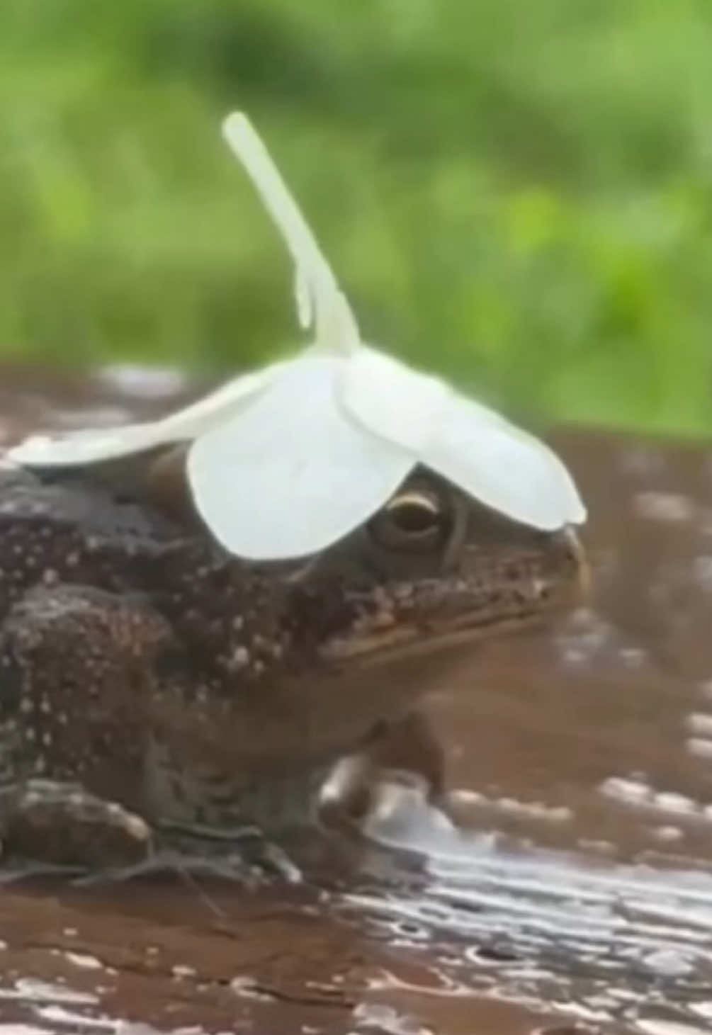 Replying to @Chairioky feeling froggy today 🐸 #animalvoiceover #talkinganimals #petvoiceover #voiceover #frogs 