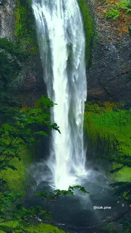 Amid Oregon’s lush green foliage, a towering cascade plunges into the depths, revealing the magnificent beauty of nature’s raw power and serenity. #pacificnorthwest #waterfalls #pnw #beautifuldestinations #pnwexplored 