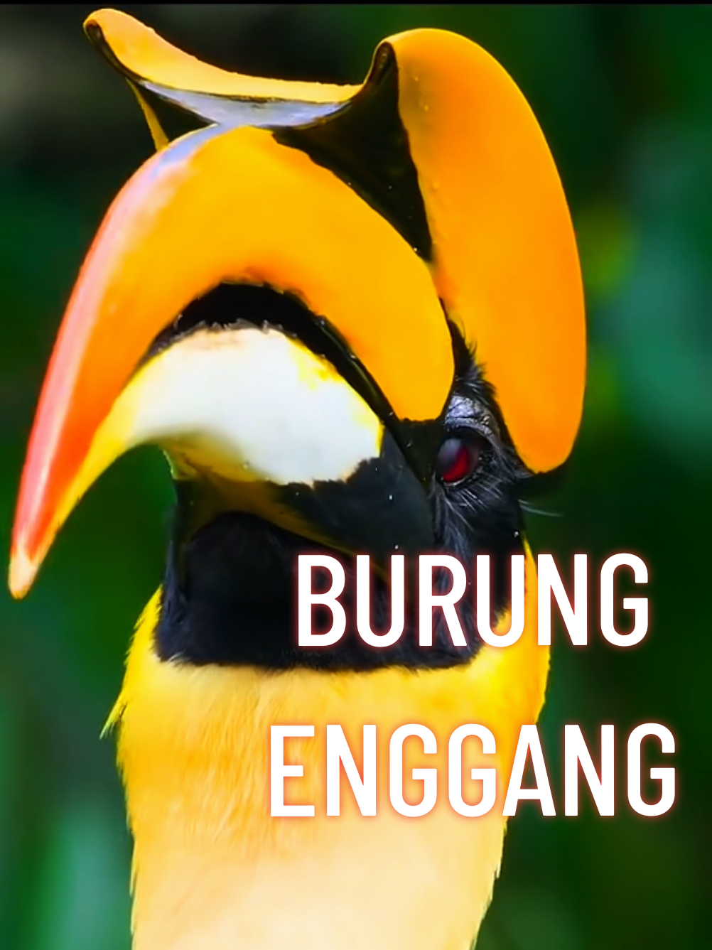 Burung Enggang Kalimantan Fauna langka yang terancam punah #burungenggang #burungenggangkalimantan #kalimantanutara #borneo #fyp 