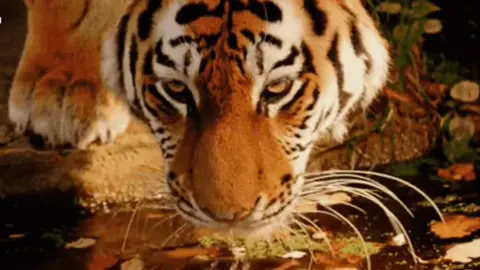 name more graceful animals i will wait #cat #feline #tiger #lion #nature 