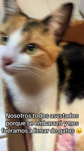 Increíble #gatos #mascotas #michis #fy 