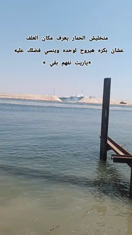 متخليش الحمار يعرف مكان العلف عشان بكره هيروح لوحده وينسي فضلك عليه  *ياريت نفهم بقي * #foryou #trending #fyp #tiktok 