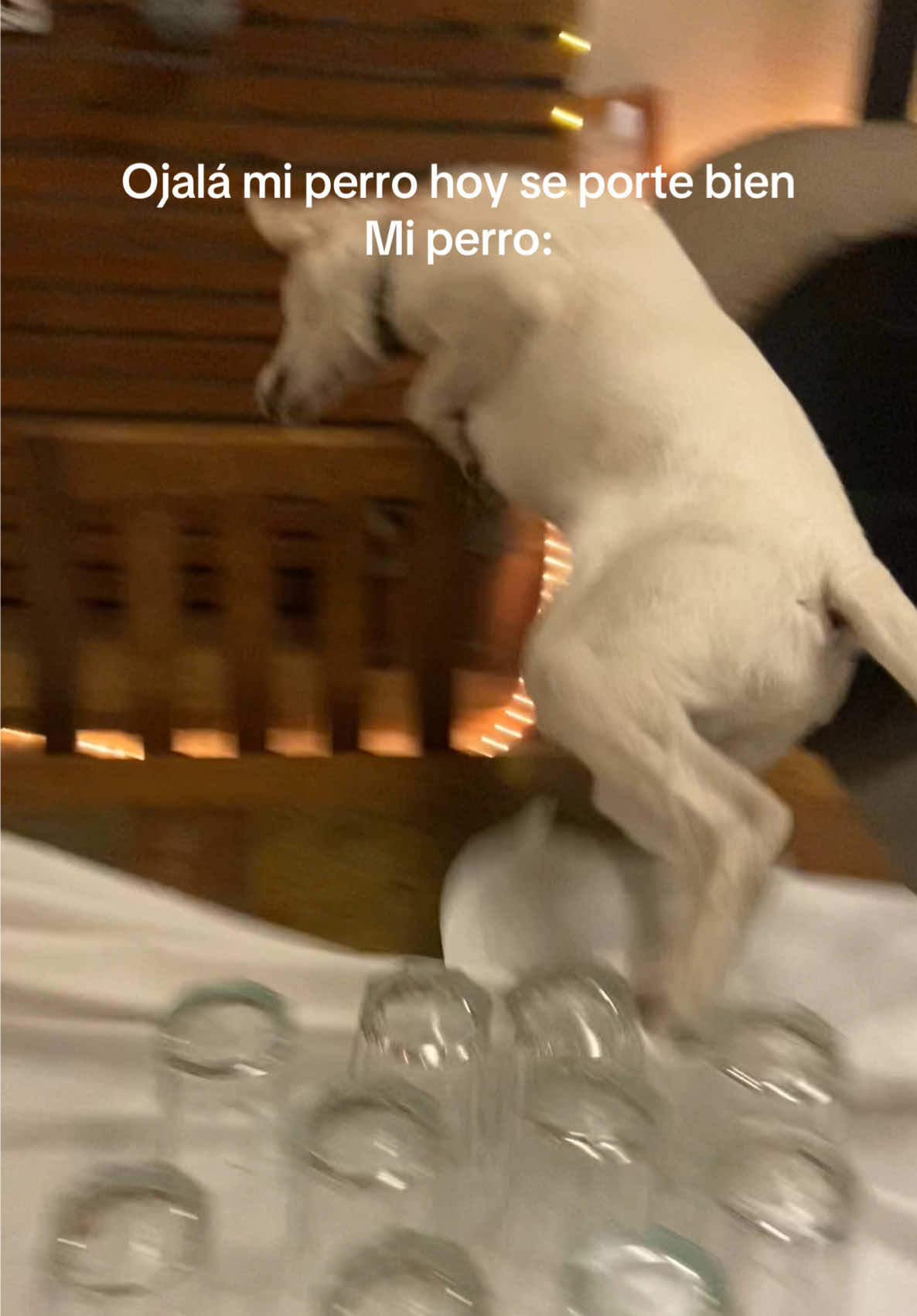 Aclaración: Ese video lo tengo desde el 2022 cuando lo grabé en un cumpleaños #fyp #paratiiiiiiiiiiiiiiiiiiiiiiiiiiiiiii #perros 