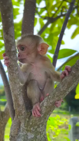 #videomonkey #tiktok 
