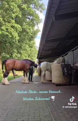 #horse #treffen #capcutamor #capcutamor #الخيل 
