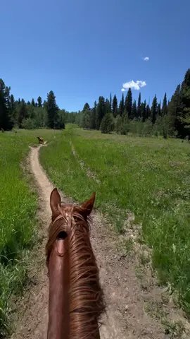 Just a ride in the flowers at The Diamond P Ranch in West Yellowstone Montana ❤️🤠🇺🇸