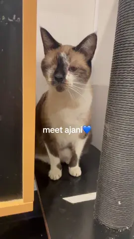 Meet Ajani💙🩵 He is a 3 year old shorthair cat here at HSTB #wearehstb #cat #catsoftiktok 
