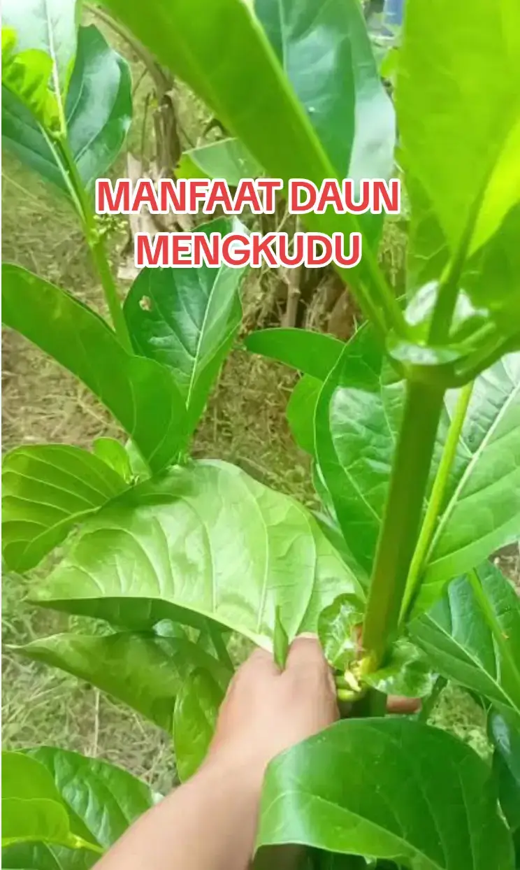 #jangkauanluasfypviral  #jangkauanluasfyp  #jangkauanluas  #fypage 