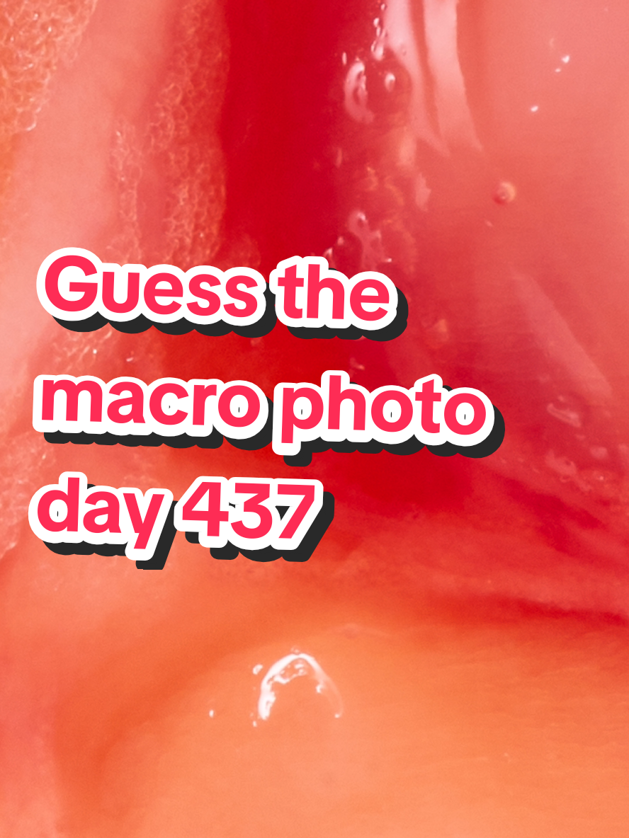 Day 437 of can you guess this macro photo! #macrophotogrpahy #photography 