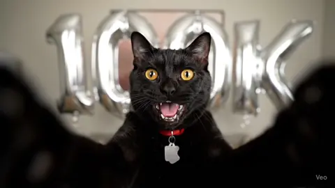 💯K 😸 #cat #blackcat #Vlog #100k #milestone 
