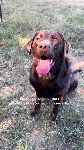 Her barks are enough to protect us 😅 #PetsOfTikTok #dogsoftiktok 