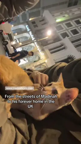 Let’s save more cats and help them find their forever homes. Donate through the link in bio! 🐾 #madina #adoptdontshop #kittensoftiktok 