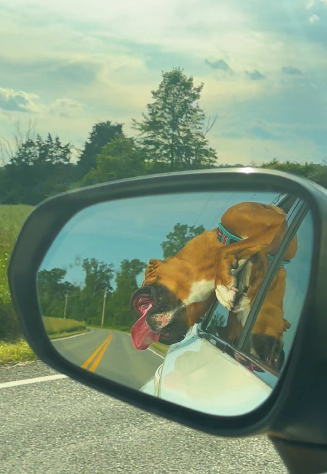 it’s her favorite #fyp #boxer #dogsoftiktok 