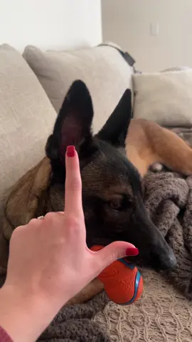 ball is life #belgiummalinois #maligator #dogsoftiktok #trending #fypシ 