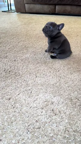 Half frenchie half frog 🐸 😆 #frenchiesoftiktok #fyp #puppy #frenchbulldog #trending 