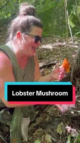 Huntin’ wild lobster mushrooms. 🦞 #howto #fyp #foraging #mushroom #Outdoors 