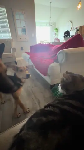 Loki is living up to his name 🫣🥴😼🐶 ##thor ##hawkeye ##loki ##puppiesoftiktok ##godofmischief