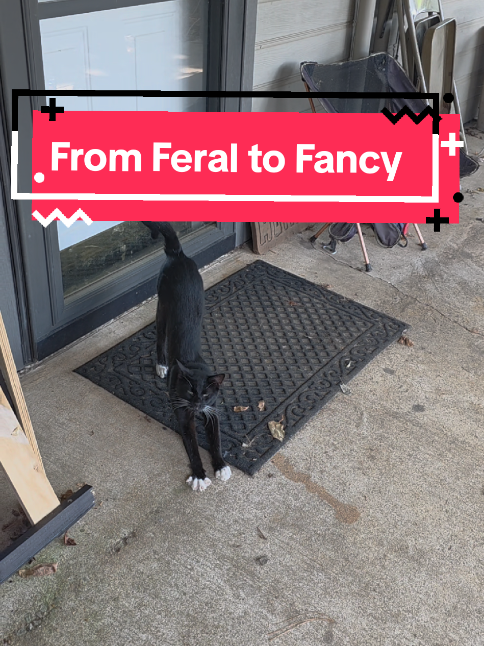When you’re supposed to be a tough barn cat… but the Mrs. has you living like royalty.  #feralcat #farmlife #spoiledpets #barncat #farmtok 