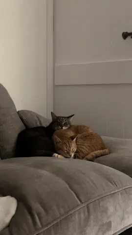 September snuggles 🪵🍁🍂☕️ #cutecat #cat #tiktokcats #loveyou #catvideo 