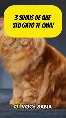 3 sinais de que seu gato te ama! #gatos #gatinho #fouryou #fyp #catlover 