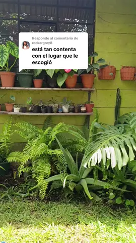 Respuesta a @rockergrey8 #plants #hogar #fyp #paratiiiiiiiiiiiiiiiiiiiiiiiiiiiiiii #viral 