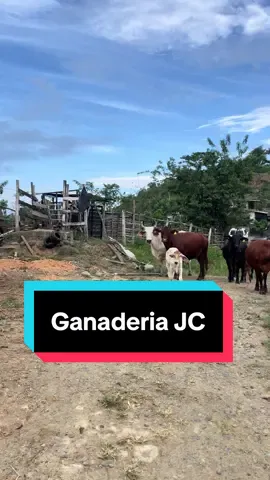 #ganaderia #brahman #brangus #ecuador 