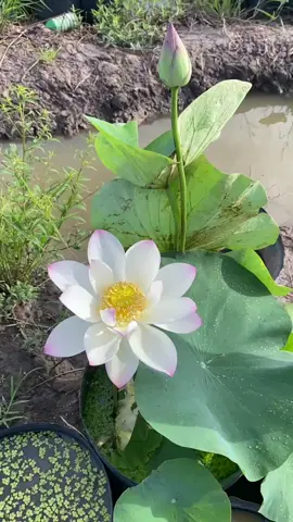 Ngắm hoa buổi sáng cùng em nha 😍 #hoasen #xuhuong #nhavuonnhuy 