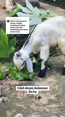 Membalas @ell  #kambing  #anakkambing  #fyp 