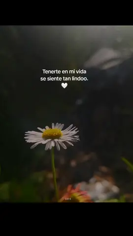Amo estar contigo🤍 #amor #frasesparadedicar #loveyou #frasesbonitas💗 