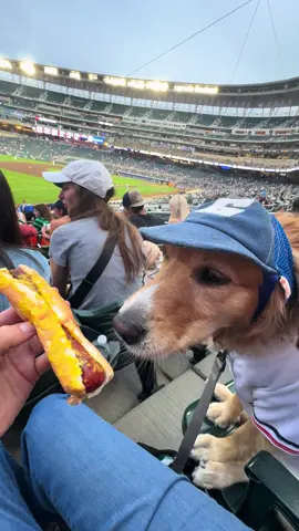 Time for a dog!!! #barkatthepark #mntwinsbaseball 