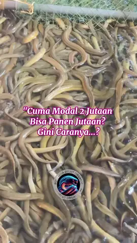 Apakah anda tertarik dengan peluang usaha yang menjanjikan. Kami megajak anda untuk bergabung dalam budidaya belut, sebuah bisnis degan prospek cerah dan permintaan pasar yang terus berkembang. Kami juga menawarkan program titip farm. Dimana anda dapat berinvestasi di usaha budidaya belut tanpa perlu megelola langsung. Cukup titipkan modal anda pada farm kami, dan kami akan kelola degan profesional, memberikan keuntugan stabil tanpa ribet #budidayabelut #budidayabelutorganik  #belut #budidayabelutairtawar #belutsawah 