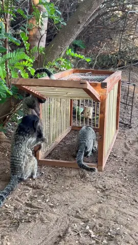 Pegando macaco 