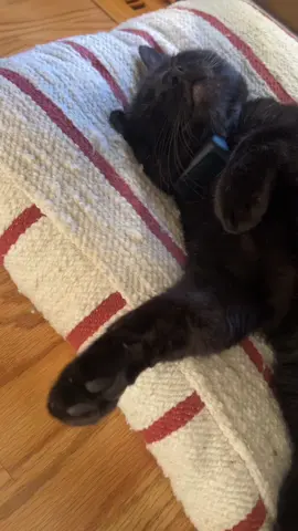 Mr. Moonpie #cat #catsoftiktok #cats #fyp 