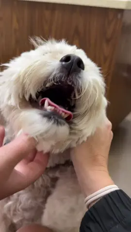 It was such a scary experience. We were all feeling so awful for her! Has anyone else experienced this with their dog? @ava jett ˖ . ݁𝜗𝜚. ݁₊ #dog#dogsoftiktok #dogslife 