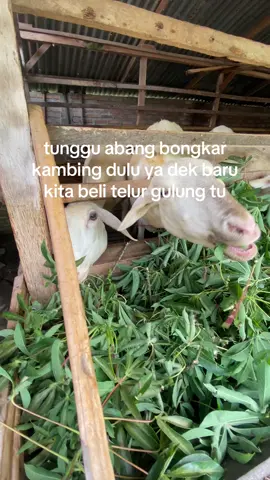 Sbr ya dek nunggu Lebaran haji abg bongkar kambingnya #peternakindonesia #storypeternak #lewatberandafyp #bismillahfyp #peternakkambing 