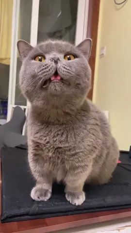 Funny Snot Cat#cat #sneeze #snottyollie #gross #catsoftiktok #funny #boogers