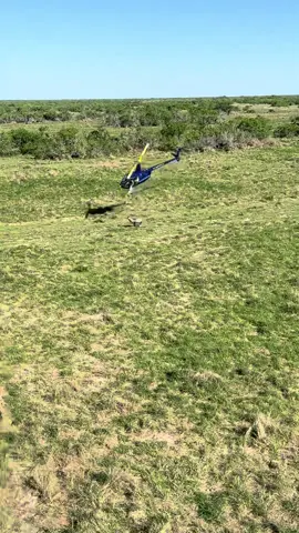 Ol A team hammering out some nilgai to move to a new ranch!#R44 #helicopter #deercapture #cowboy #EVOHelmetSurvive 