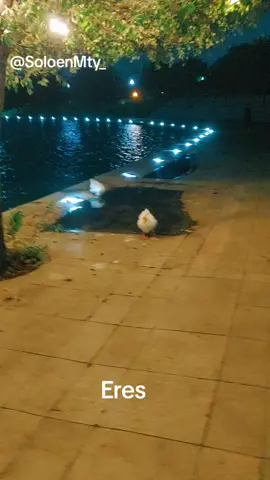Eres en Parque Fundidora de Monterrey #pesado #eres #monterrey #paseosantalucia #patos 