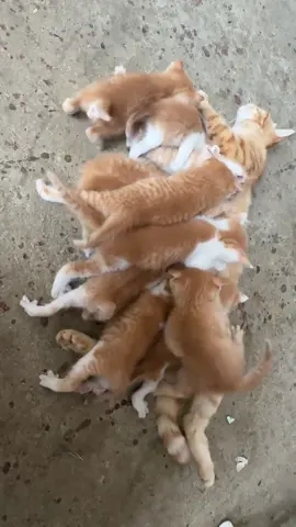 #cute #funny #animals 